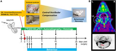 In Vivo Imaging of Glial Activation after Unilateral Labyrinthectomy in the Rat: A [18F]GE180-PET Study